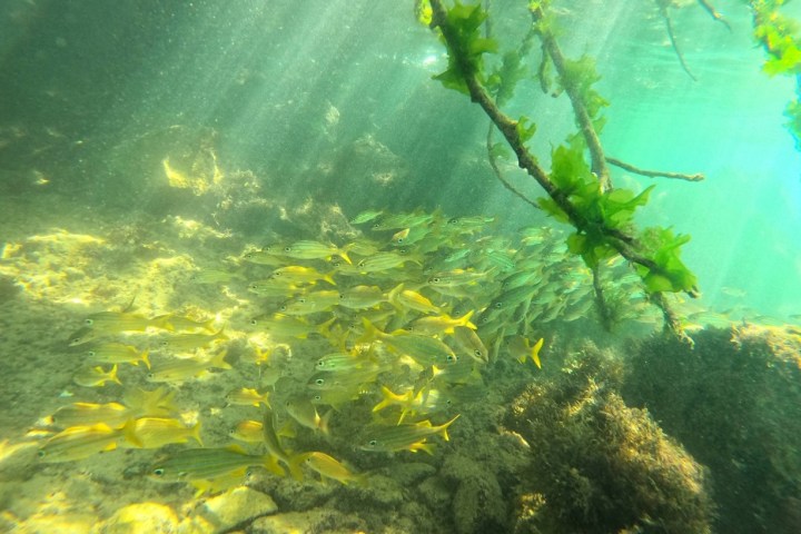 Underwater scene with a school of yellow fish and green seaweed, illuminated by sunlight.
