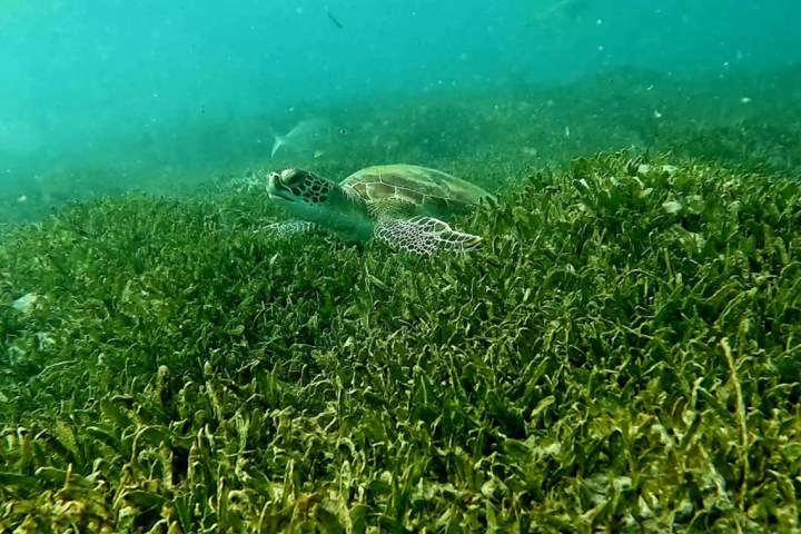 Sea turtle swimming over seagrass under clear blue water.