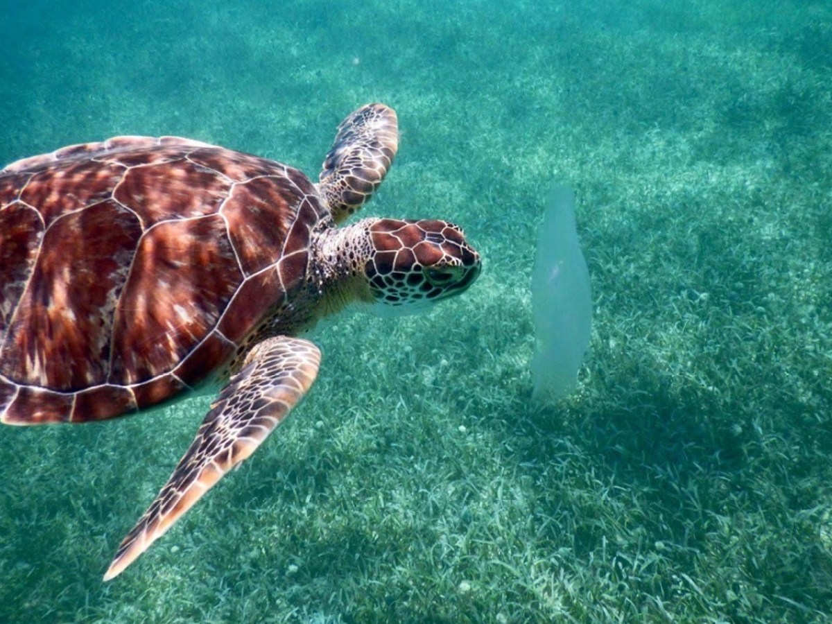 Sea turtle swimming near a plastic bag in clear ocean water.