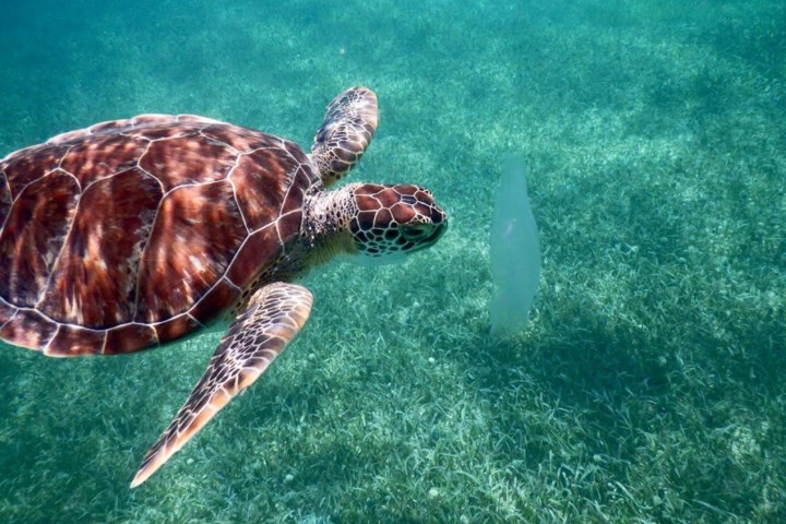 Sea turtle swimming near a plastic bag in clear ocean water.