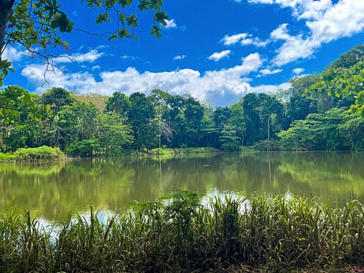 Lush green trees reflected in a calm lake under a blue sky with clouds.