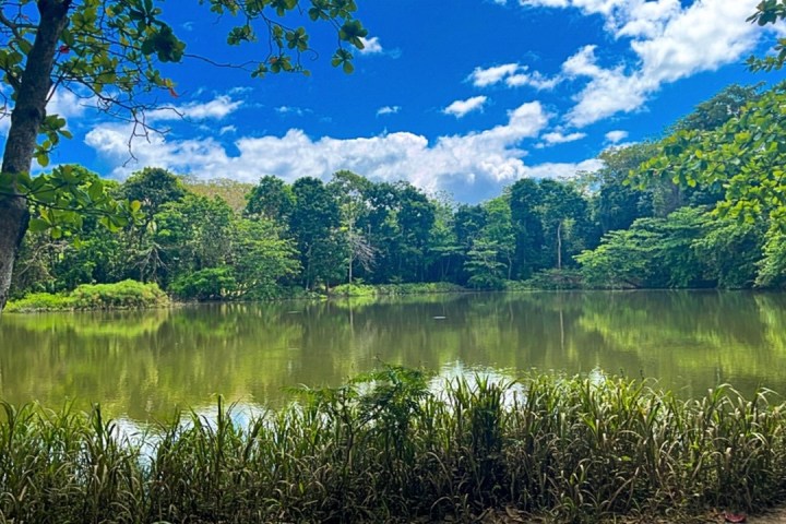 Lush green trees reflected in a calm lake under a blue sky with clouds.