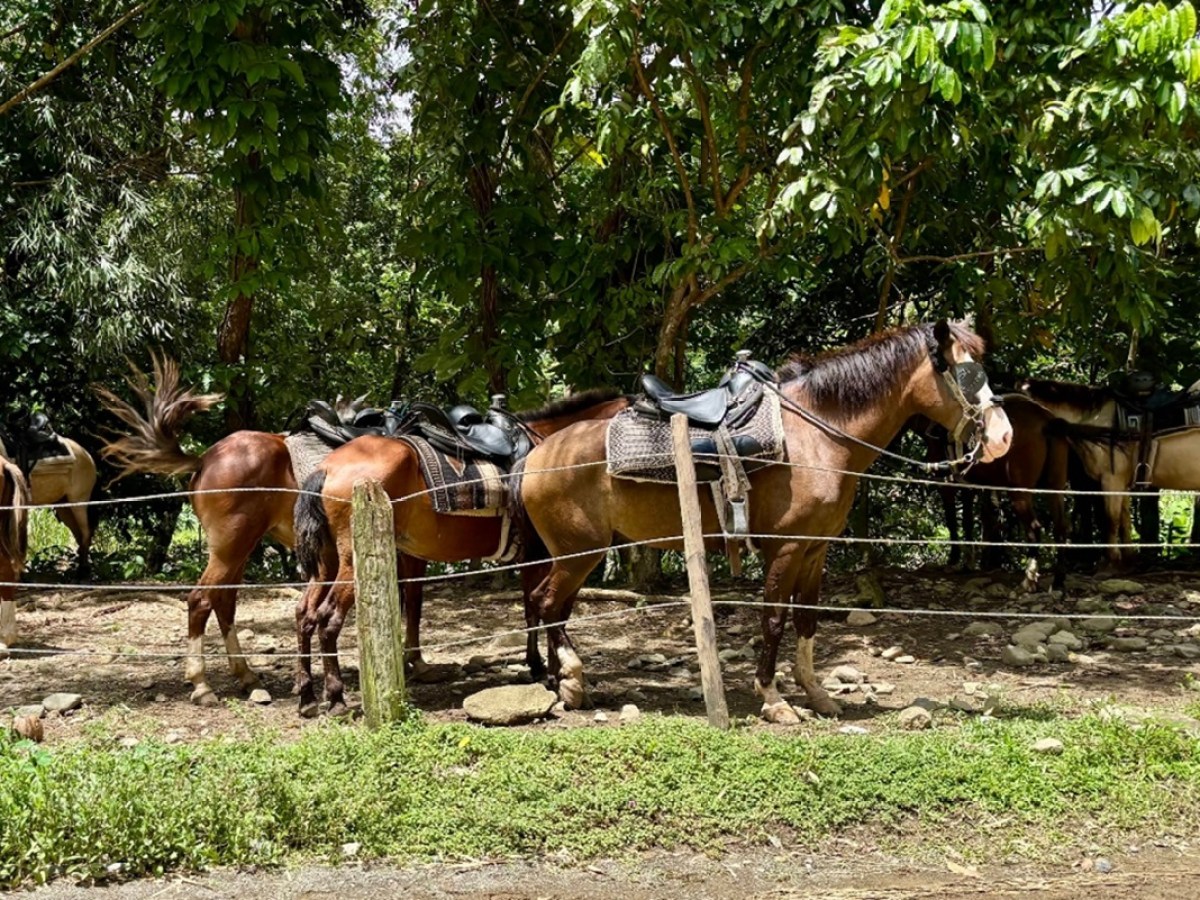 Horses with saddles tied to a wooden fence under trees in a shaded area.