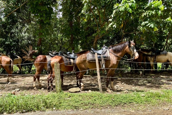 Horses with saddles tied to a wooden fence under trees in a shaded area.