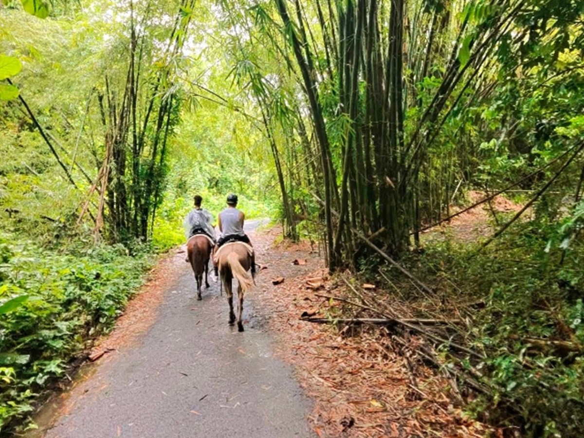 Two people riding horses on a forest path surrounded by dense bamboo.