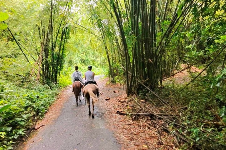 Two people riding horses on a forest path surrounded by dense bamboo.
