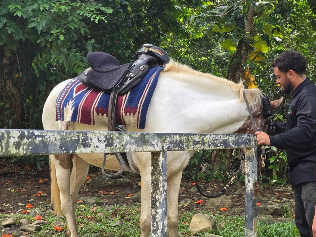 Man petting a white horse with a colorful saddle, standing by a fence in a lush green setting.
