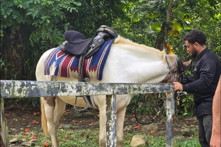 Man petting a white horse with a colorful saddle, standing by a fence in a lush green setting.