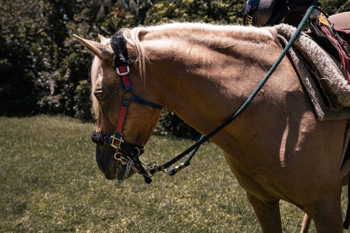Side view of a tan horse with a bridle standing on grass.