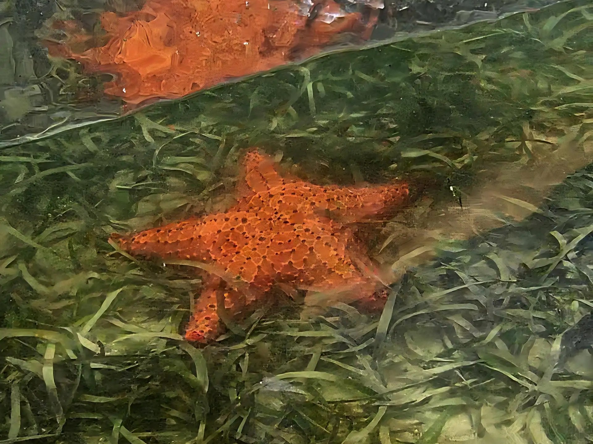 Two starfish in clear water over green sea grass.