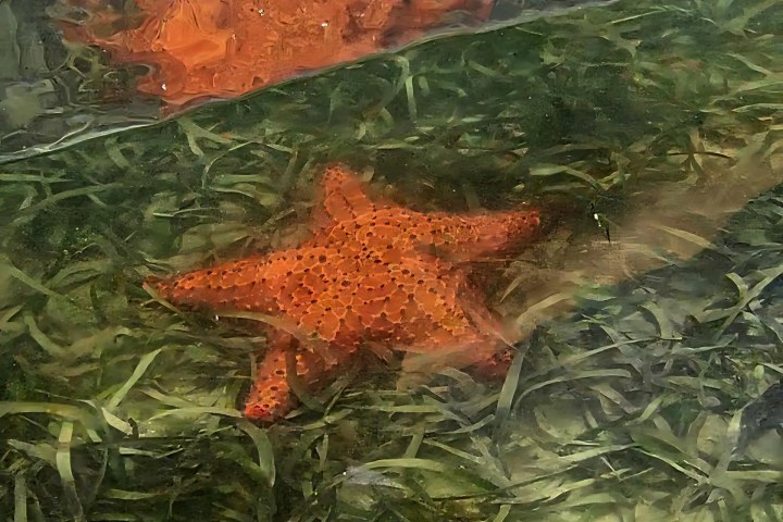 Two starfish in clear water over green sea grass.